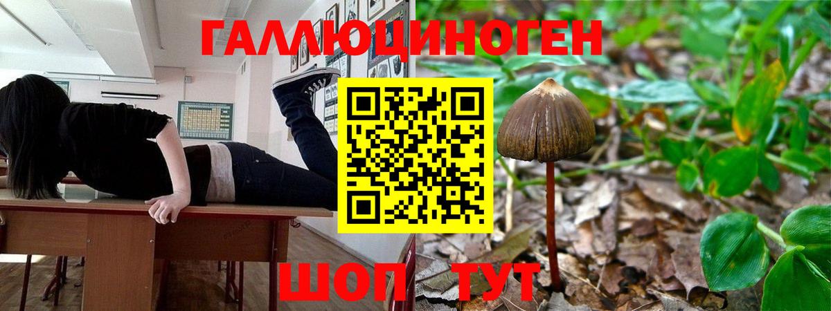 Псилоцибиновые грибы Psilocybine cubensis  Вход с VPN  Карталы 